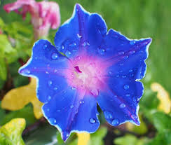 Image result for Ipomoea nil