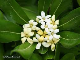 Image result for Pittosporum