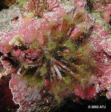 Hydroid Or Something Else?