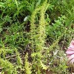 Image result for Dysphania schraderiana