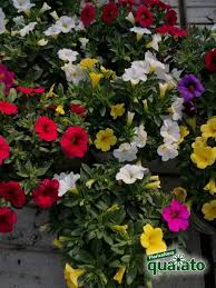 Indica quanto vuoi che sia importante il tuo omaggio floreale. 12 Piante Fiorite Da Esterno Per Abbellire Il Giardino O Il Terrazzo