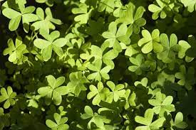 4 how to get rid of oxalis. Oxalis Weed Control Techniques Types Of Oxalis Weeds And Their Management