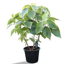 Image result for Acalypha ornata