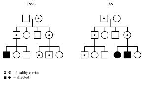 hypothetical pedigrees describing the inheritance of