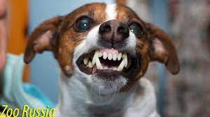 36 Funniest Angry Chihuahua Dog Videos You Cant Watch Without Laughing Angry Dog Aggressive Dog Dog Collar Tags