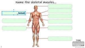 These muscles manage our daily leg activities such as standing, sitting, walking, running, etc. The Muscular System Anatomy Digital Resource For Google Classroom