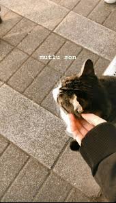 Mutlu Son 2020 Fotograf Instagram Kedi