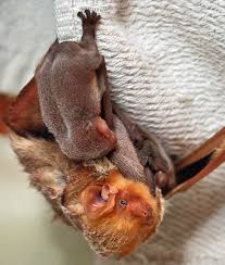 Check spelling or type a new query. Bats Breeding Biology Wildlife Online