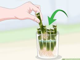 Bamboo division can be carried out using container bamboo or by dividing bamboo plants from the ground. How To Propagate Lucky Bamboo 14 Steps With Pictures Wikihow