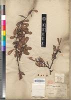 Image result for Terminalia boivinii