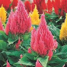 Plume Celosia Flowers Celosia Flower Cat Friendly Plants