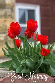 Pin On Good Morning Good Evening