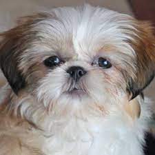 This is the price you can expect to budget for a shih tzu with papers but without breeding rights nor show quality. Shih Tzu Puppy For Sale In South Florida Shihtzu Shih Tzu Puppy Shih Tzu Shih Tzu Grooming