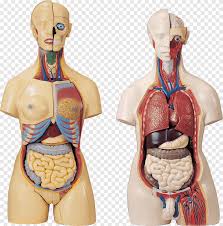 The rib cage surrounds the lungs and the heart, serving as an important means of bony protection for these vital organs. Rib Cage Anatomy Human Body Organ Organise Biology Human Png Pngegg