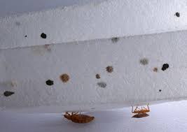 The following steps will help you begin: Do I Have Bed Bugs Get Rid Of Bed Bugs Rose Pest Solutions