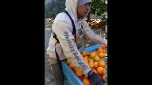 Untuk makluman tuan puan, bermula pada december 2018 ini, team petik buah di australia telah membuka kemasukan terbaru untuk job tomato. Petik Buah Di Australia 2018 Youtube