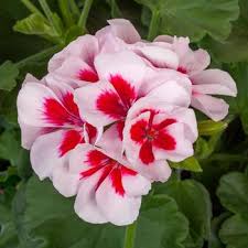 Image result for Pelargonium whytei