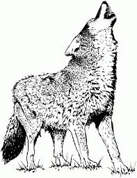 Check spelling or type a new query. Realistic Wolf Coloring Pages Coloring4free Coloring4free Com