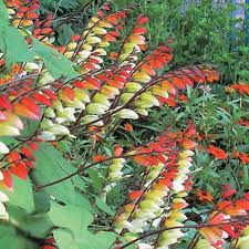 Image result for Mina lobata