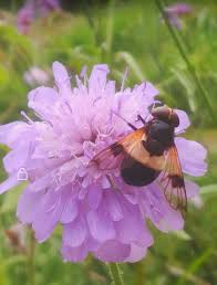 Image result for Polhillides velutina