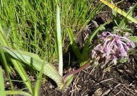 Image result for Ledebouria cooperi