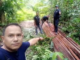 Jabatan perhutanan negeri perak 162 views. Kegiatan Curi Hasil Hutan Di Hulu Perak Dikesan