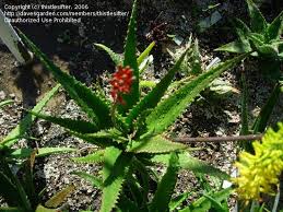 Image result for Aloe dawei