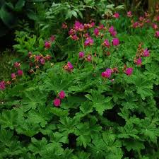 Image result for Geranium vagans