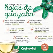 Cocina - 🌿 No sólo la fruta es deliciosa, aprovecha todos los beneficios que las HOJAS DE GUAYABA tiene para ti. 🌿 https://bit.ly/3KFzFmt | Facebook