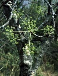 Image result for Steganotaenia