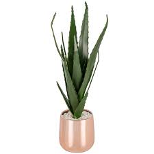 14 gold velvet roses artificial flower bouquet. Aloe Vera In Rose Gold Pot