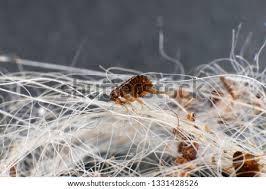 The dog flea (ctenocephalides canis) is a species of flea that lives as an ectoparasite on a wide variety of mammals, particularly the domestic dog and cat. Shutterstock Puzzlepix