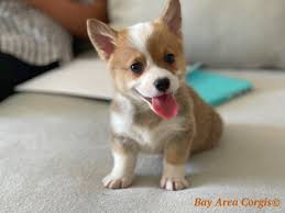 The cheapest offer starts at £100. Bay Area Corgis Bayareacorgis Twitter