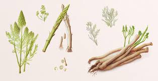 Image result for Asparagus racemosus