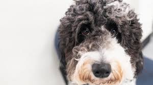 If we estimate the meat content of the product, it shows that it contains about 24% protein content, 13% fat and about 54% carbohydrates. Dog Food And Heart Disease Fda Warns 16 Dog Food Brands May Cause Heart Disease In Pets Cbs News