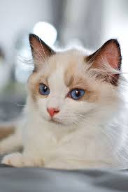 What Is The Average Ragdoll Lifespan In 2020 Cute Cats Kittens Cutest Cute Cats And Kittens