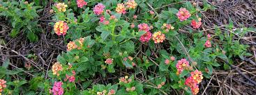 Image result for Lantana