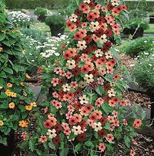 Blushing Susie Blackeyed Susan Vine 6 Pc Black Eyed Susan Vine Lawn And Garden Black Eyed Susan