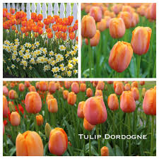 Tulip Dordogne W Jpg Longfield Gardens
