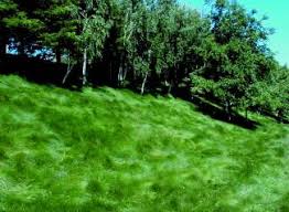 San diego county is famous for sunny temperatures and pleasant local weather. Pacific Sod Landscape Architect