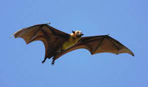 Saving bats whose teeth are used as currency � Earth.com