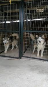 Check spelling or type a new query. American Akita Alaskan Malamute