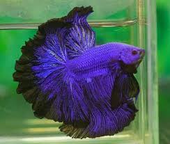 Type Of Betta Fish If You Are Like Me And Have A Strong Passion For Freshwater Aquariums You Have Probably Considered Incorporating Betta Fish Pet Fish Betta