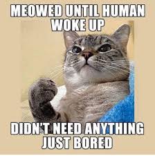 Pin By Tracey Curtis On Humor Funny Cat Memes Crazy Cats Funny Animals