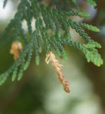 Image result for argyresthia thuiella thuja symptoms