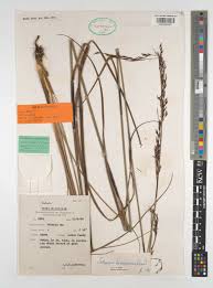 Image result for Tetraria