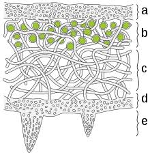 Lichen Wikipedia