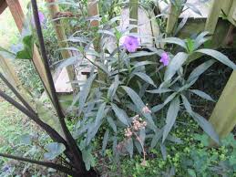 Image result for Acanthopale confertiflora