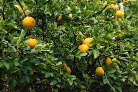 Belize and panama) and hawaii. Trifoliate Orange Wikipedia