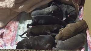 What is the mother's name. Shelter Dog Gives Birth To 16 Puppies On Mother S Day Abc News